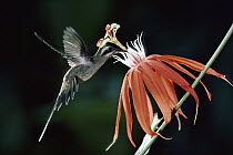 Long-billed Hermit (Phaethornis longirostris) hummingbird feeding and pollinating red Perfumed Passion Flower (Passiflora vitifolia) rainforest, Costa Rica