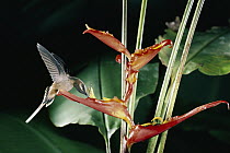 Long-billed Hermit (Phaethornis longirostris) hummingbird feeding on and pollinating Heliconia (Heliconia sp) flower, rainforest, Costa Rica