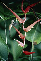 Long-billed Hermit (Phaethornis longirostris) hummingbird feeding on and pollinating Heliconia (Heliconia sp) flower, rainforest, Costa Rica