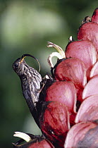 White-tipped Sicklebill (Eutoxeres aquila) hummingbird visiting a Heliconia (Heliconia reticulata) flower in rainforest, Costa Rica