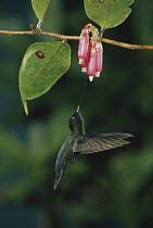 Green-fronted Lancebill (Doryfera ludovicae) hummingbird male feeding on epiphytic Heath (Psammisia ramiflora) cloud forest, Costa Rica