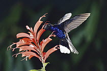 Violet Sabre-wing (Campylopterus hemileucurus) hummingbird feeding on and pollinating Desconocido (Razisea spicata) flowers, cloud forest, Costa Rica
