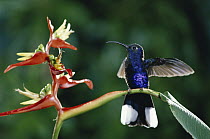 Violet Sabre-wing (Campylopterus hemileucurus) hummingbird visiting a Heliconia (Heliconia monteverdensis) flower, Monteverde Cloud Forest Reserve, Costa Rica