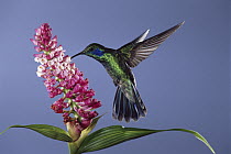 Green Violet-ear (Colibri thalassinus) hummingbird feeding, pollinating epiphytic orchid flower, cloud forest ecosystem, Costa Rica