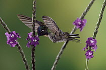 Violet-headed Hummingbird (Klais guimeti) male feeding and pollinating Porterweed (Stachytarpheta sp) flowers rainforest, Costa Rica