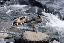 Sunbittern (Eurypyga helias) adult, preening primaries tail feathers, forested rivers, Costa Rica