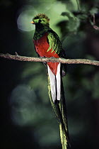 Resplendent Quetzal (Pharomachrus mocinno) male, Monteverde Cloud Forest Reserve, Costa Rica