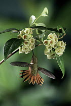 Scintillant Hummingbird (Selasphorus scintilla) feeding on and pollinating epiphytic flowers (Vaccinium poasanum) cloud forest, Costa Rica