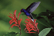 Violet Sabre-wing (Campylopterus hemileucurus) hummingbird feeding and pollinating (Razisea spicata) flowers, Monteverde Cloud Forest Reserve, Costa Rica