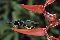 Green Hermit (Phaethornis guy) hummingbird feeding and pollinating Heliconia (Heliconia tortuosa musaceae) flower, cloud forest, Costa Rica