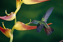 Green-breasted Mango (Anthracothorax prevostii) hummingbird feeding and pollinating Heliconia (Heliconia latispatha) flowers, rainforest, Costa Rica