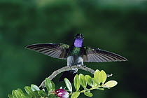 Purple-throated Mountain-gem (Lampornis calolaemus) hummingbird male, cloud forest, Costa Rica