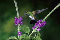 Snowy-bellied Hummingbird (Amazilia edward) male feeding and pollinating Porterweed (Stachytarpheta sp) flowers, rainforest, Costa Rica