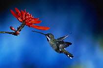 Long-billed Starthroat (Heliomaster longirostris) hummingbird flying near Coral Tree (Erythrina sp) flowers, rainforest, Costa Rica