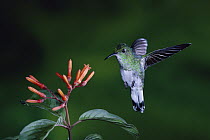 White-tailed Emerald (Elvira chionura) hummingbird female flying near flowers (Hamelia patens) rainforest, Costa Rica