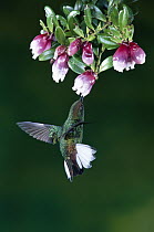 Coppery-headed Emerald (Elvira cupreiceps) hummingbird, male feeding and pollinating flowers of epiphytic Heath (Cavendishia capitulata) cloud forest, Costa Rica