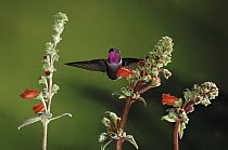 Magenta-throated Woodstar (Calliphlox bryantae) hummingbird male flying beside Gesneria (Kohleria spicata gesneriaceae) flowers, Monteverde Cloud Forest Reserve, Costa Rica