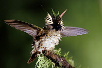 Black-crested Coquette (Lophornis helenae) hummingbird male, rainforest, Costa Rica
