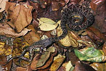 Fer-de-lance (Bothrops asper) snake, juvenile swallowing Rain Frog (Eleutherodactylus sp) rainforest, Costa Rica