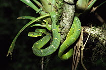 Green Palm Viper (Bothriechis lateralis) coiled around tree branch, Monteverde Cloud Forest Reserve, Costa Rica
