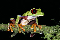 Misfit Leaf Frog (Agalychnis saltator) in rainforest, La Selva Biological Research Station, Costa Rica