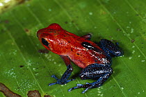 Strawberry Poison Dart Frog (Oophaga pumilio) female, carrying tadpole to water, rainforest, Costa Rica
