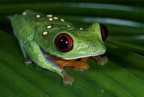 Misfit Leaf Frog (Agalychnis saltator) in rainforest, La Selva Biological Research Station, Costa Rica