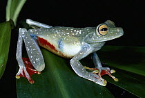Canal Zone Treefrog (Hypsiboas rufitelus) in rainforest, La Selva Biological Research Station, Costa Rica