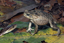 Cane Toad (Bufo marinus) defensive display against False Fer-de-lance (Xenodon rabdocephala) rainforest, Costa Rica