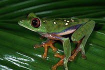 Misfit Leaf Frog (Agalychnis saltator) sitting on leaf, close-up, side view, rainforest, La Selva Biological Research Station, Costa Rica