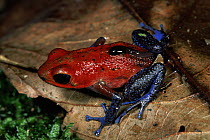 Strawberry Poison Dart Frog (Oophaga pumilio) female carrying tadpole, rainforest, La Selva Biological Research Station, Costa Rica