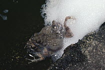 Tungara Frog (Physalaemus pustulosus) pair spawning in foam nest, rainforest, Panama