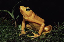 Panamanian Golden Frog (Atelopus zeteki) displaying warning colors, cloud forest, Panama