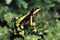 Harlequin Frog (Atelopus varius) displaying colorful warning colors, cloud forest, Costa Rica