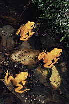 Golden Toad (Bufo periglenes) breeding aggregation, extinct, Monteverde Cloud Forest Reserve, Costa Rica