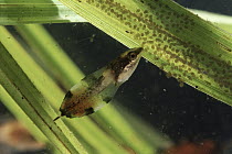 Golden Palm Tree Frog (Dendropsophus ebraccatus) tadpole displaying warning colors, Costa Rica