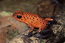 Strawberry Poison Dart Frog (Oophaga pumilio) in warning colors, rainforest, Costa Rica