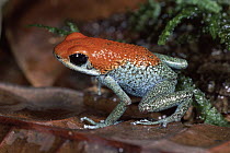 Granular Poison Dart Frog (Dendrobates granuliferus) showing warning colors, rainforest, Osa Peninsula, Costa Rica