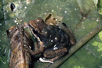 Stream Frog (Colostethus trinitatis) male with tadpoles, cloud forest, Venezuela