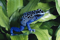 Blue Poison Dart Frog (Dendrobates azureus) very tiny frog used by Indian tribes to poison tips of arrows, native to South America