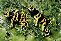 Yellow-banded Poison Dart Frog (Dendrobates leucomelas) displaying warning colors, in rainforest, Guyana