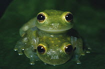 Fleischmann's Glass Frog (Centrolenella fleischmanni) pair in amplexus, Central America