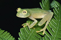 Grainy Cochran Frog (Centrolenella granulosa) sitting on leaf, cloud forest ecosystem, Costa Rica