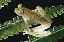 Reticulated Glass Frog (Hyalinobatrachium valerioi) on leaf, Monteverde Cloud Forest Reserve, Costa Rica
