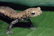 Camron Mushroomtongue Salamander (Bolitoglossa lignicolor) in rainforest, Costa Rica