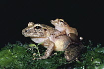 Slim-fingered Rain Frog (Eleutherodactylus crassidigitus) pair, in amplexus with eggs being released and fertilized, cloud forest, Costa Rica