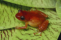 Montane Dink Frog (Diasporus hylaeformis) on leaf, Monteverde Cloud Forest Reserve, Costa Rica