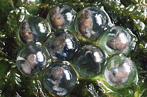 Rain Frog (Eleutherodactylus sp) egg mass with froglets inside metamorphosing, Costa Rica