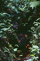 Golden Toad (Bufo periglenes) males, breeding aggregation, extinct, Monteverde Cloud Forest Reserve, Costa Rica