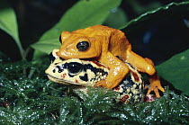 Golden Toad (Bufo periglenes) pair, extinct, Monteverde Cloud Forest Reserve, Costa Rica